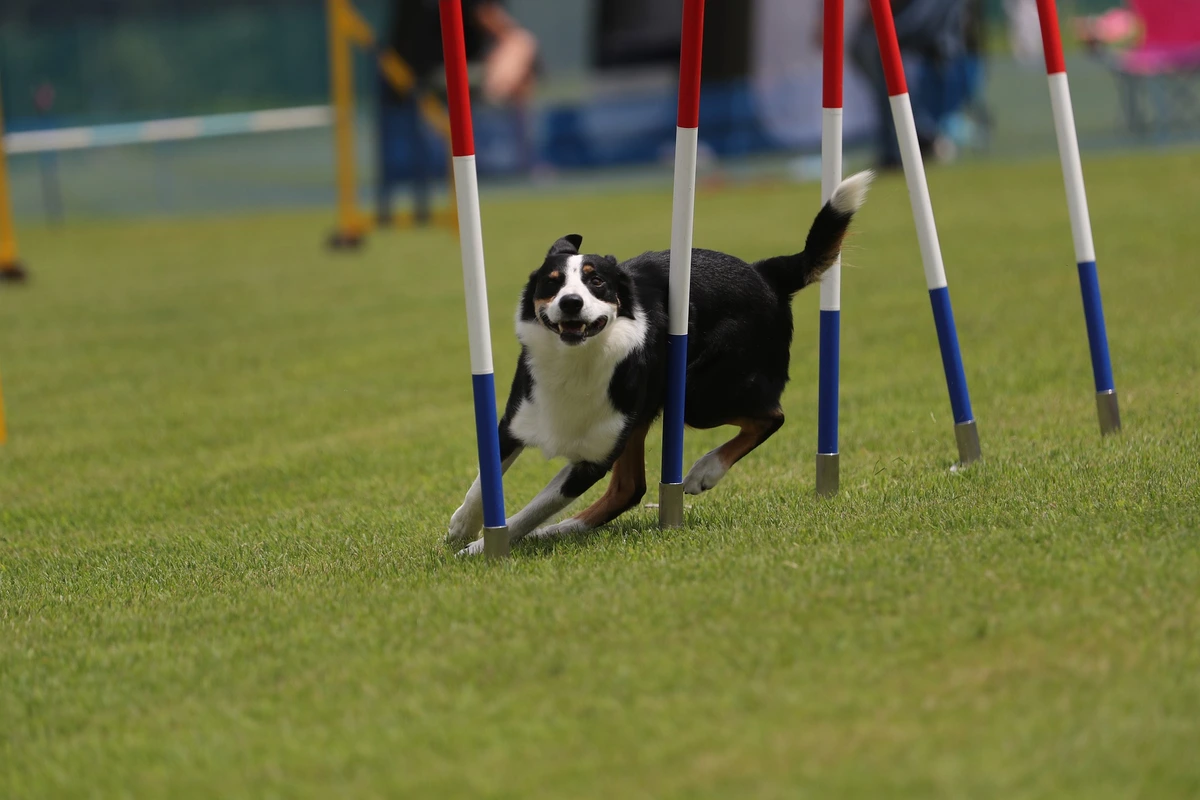 Border Collie kutya ügyesen ugrik át egy akadályt agility versenyen.