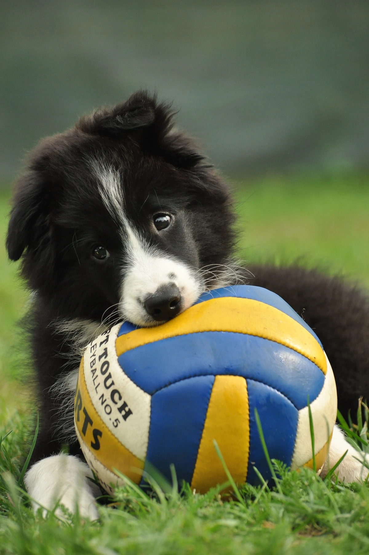 Aranyos Border Collie kölyökkutya rágja a labdát.