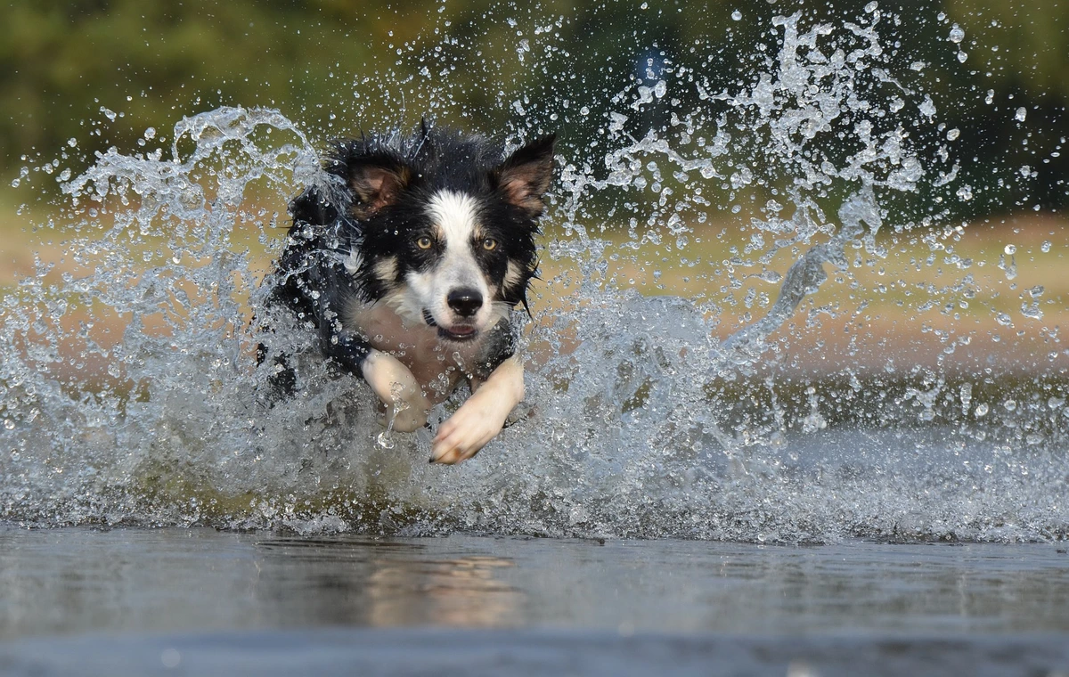 Sportos Border Collie futás közben, energikus mozgásával és atletikus testalkatával.