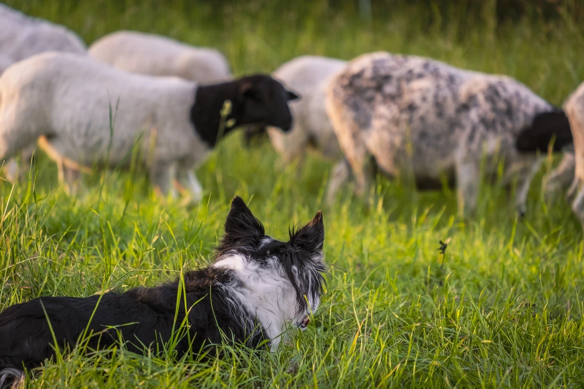 Border Collie munka közben, terelő kutyaként birkákat irányít a mezőn